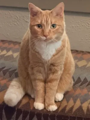 My cat Benton