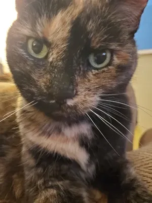 My cat Sidney
